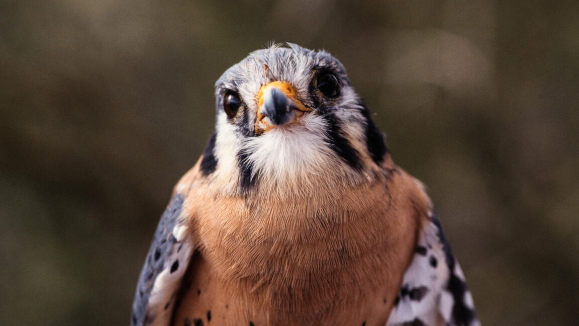 Tiny falcons are helping keep the food supply safe on cherry farms