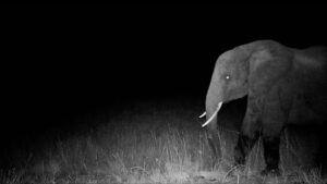 Hunting for elusive "ghost elephants"