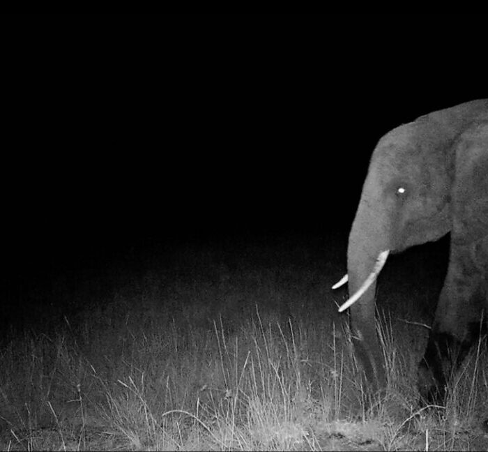 Hunting for elusive "ghost elephants"