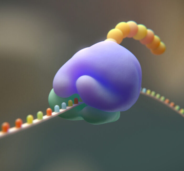 Researchers try to cut the genetic code from 20 to 19 amino acids