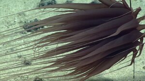 Image may contain Nature Outdoors Sea Water Animal Invertebrate Sea Anemone Sea Life and Reef