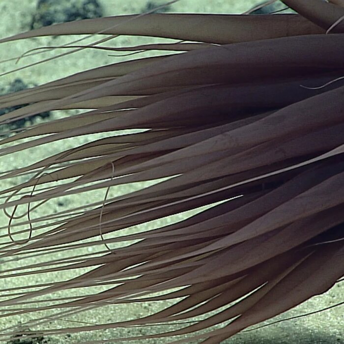 Image may contain Nature Outdoors Sea Water Animal Invertebrate Sea Anemone Sea Life and Reef