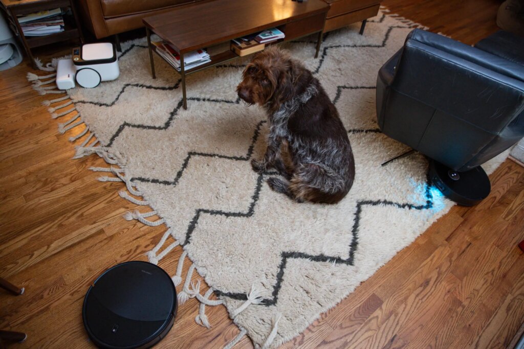 The things a robot vacuum reviewer’s dog has to deal with …