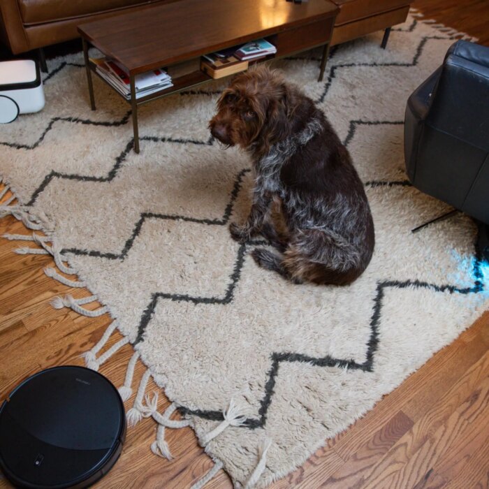 The things a robot vacuum reviewer’s dog has to deal with …