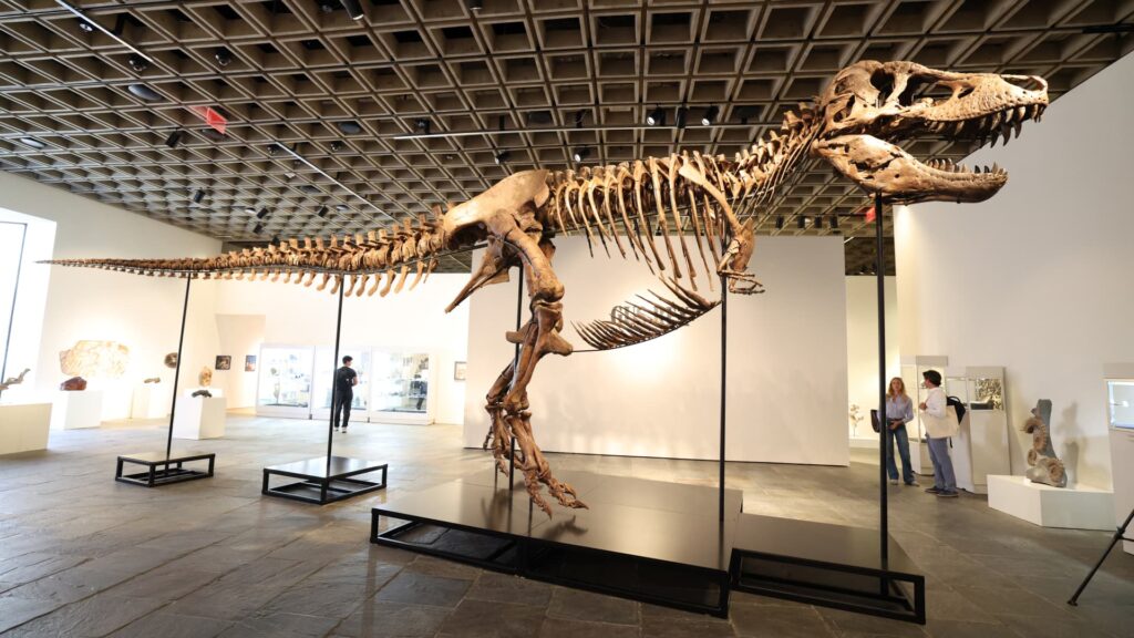 T. rex sells for $50M, most expensive dinosaur fossil in auction