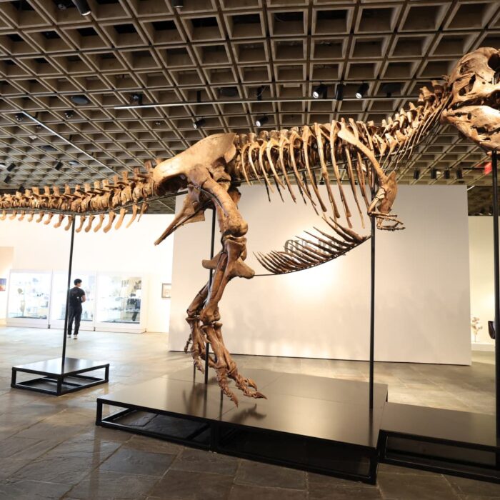 T. rex sells for $50M, most expensive dinosaur fossil in auction